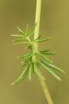 Galium verum