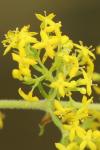 Galium verum