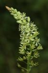 Loncomelos pyrenaicus