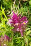 Melampyrum arvense