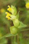 Rhinanthus minor