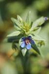 Lysimachia foemina