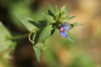 Lysimachia foemina