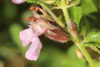 Teucrium chamaedrys