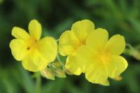 Helianthemum nummularium