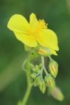 Helianthemum nummularium