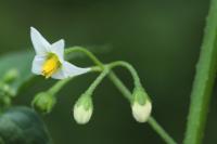 Solanum nigrum