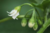 Solanum nigrum