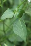 Solanum nigrum