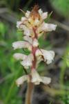 Orobanche amethystea
