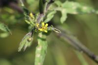 Sisymbrium officinale