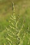 Verbascum pulverulentum