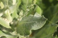 Verbascum pulverulentum