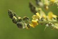 Verbascum pulverulentum