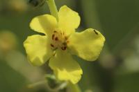 Verbascum pulverulentum