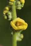 Verbascum pulverulentum