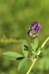 Medicago sativa