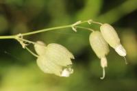 Silene vulgaris
