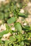 Mercurialis annua