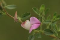 Ononis spinosa subsp. procurrens