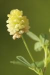 Trifolium campestre