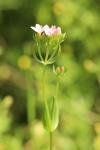 Centaurium erythraea