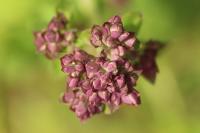 Origanum vulgare