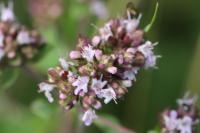 Origanum vulgare