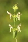 Stachys recta