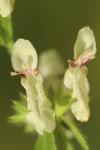 Stachys recta