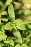 Stachys recta