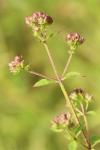 Origanum vulgare