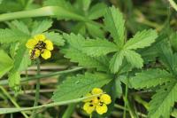 Potentilla reptans