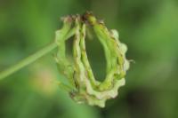 Hippocrepis comosa