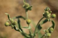 Andryala integrifolia