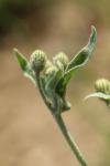 Andryala integrifolia