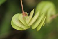 Medicago orbicularis