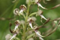 Himantoglossum hircinum