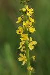 Agrimonia eupatoria