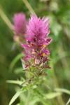 Melampyrum arvense