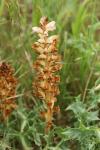 Orobanche amethystea
