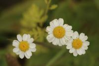 Tanacetum parthenium