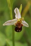 Ophrys apifera