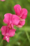 Lathyrus tuberosus