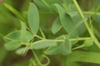 Lathyrus tuberosus