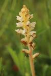 Orobanche picridis-hieracioidis