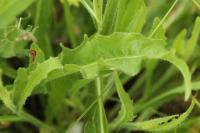 Orobanche picridis-hieracioidis