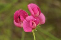 Lathyrus tuberosus