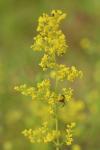 Galium verum