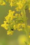 Galium verum